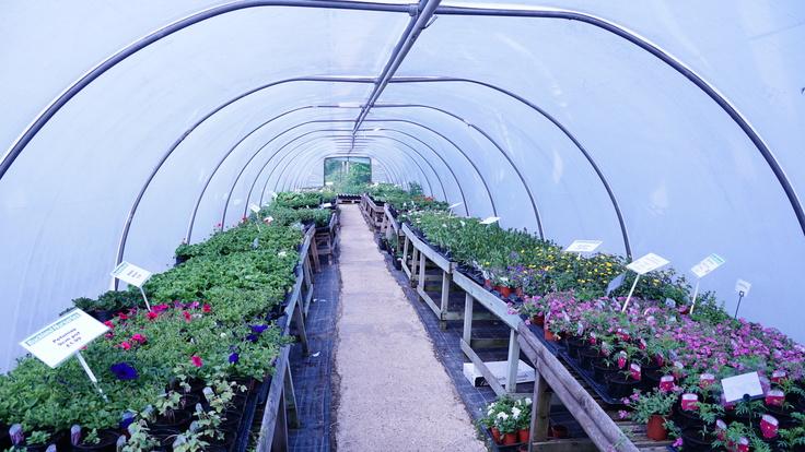 Buckland Nurseries garden centre