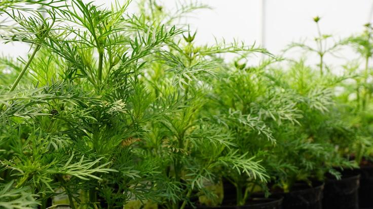 Buckland Nurseries garden centre