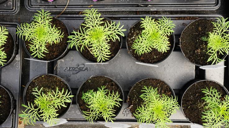 Buckland Nurseries garden centre