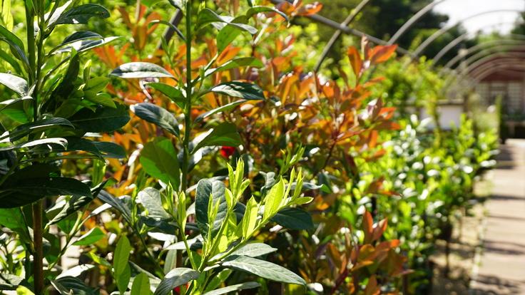Buckland Nurseries garden centre
