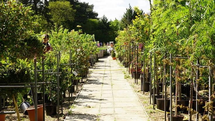 Buckland Nurseries garden centre