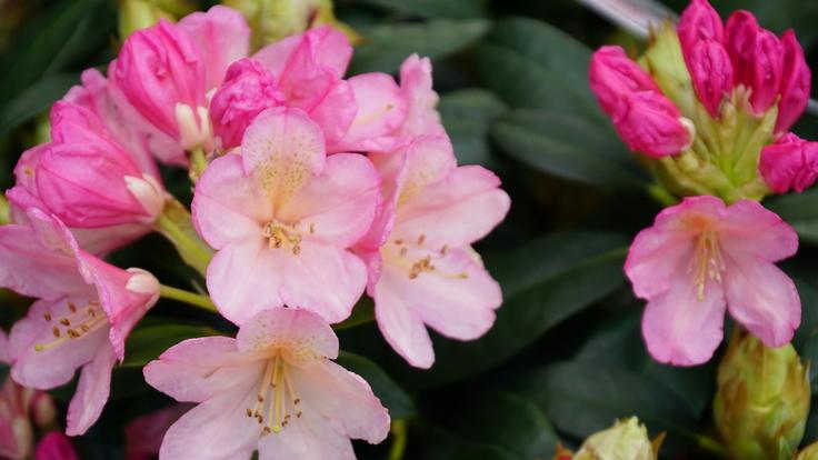 Buckland Nurseries garden centre