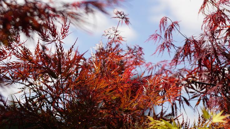 Buckland Nurseries garden centre