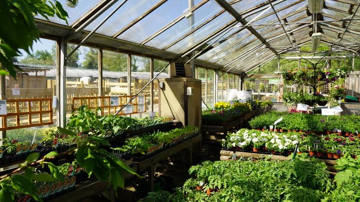 Buckland Nurseries garden centre