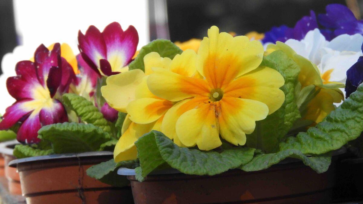 Buckland Nurseries garden centre