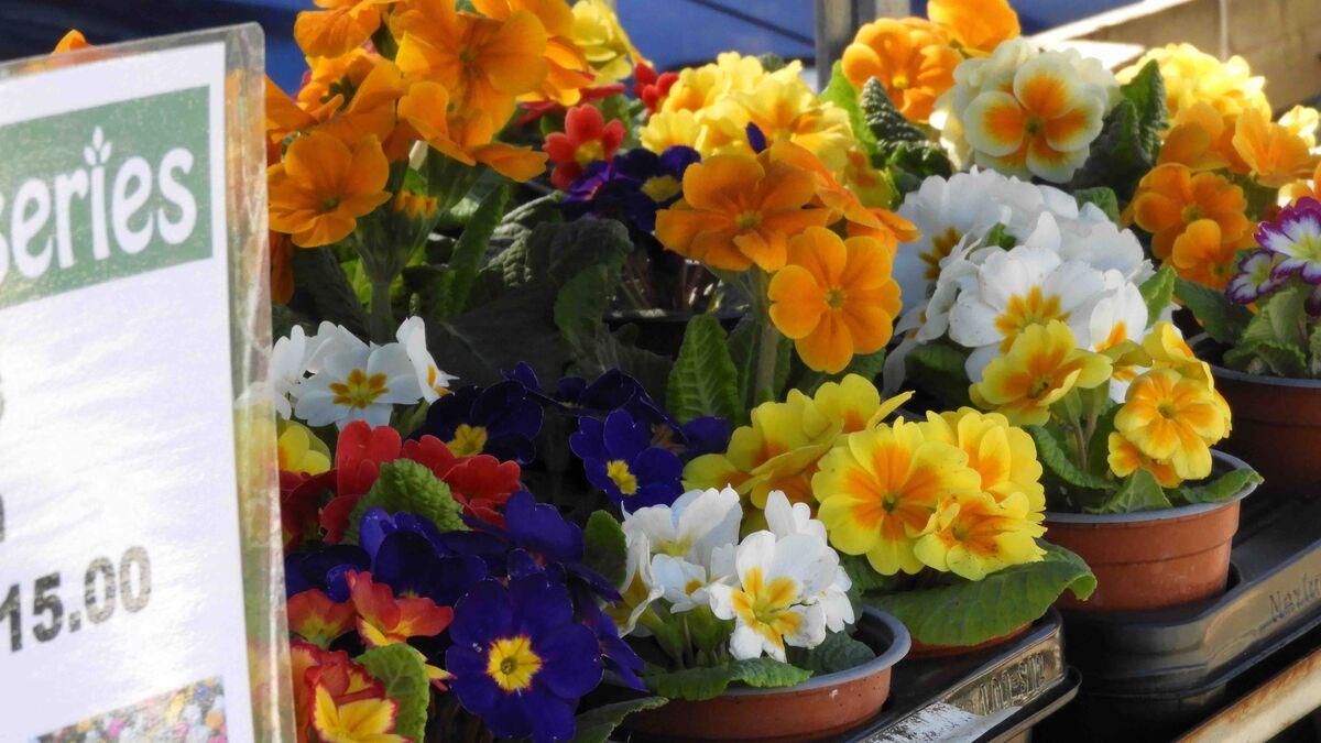 Buckland Nurseries garden centre