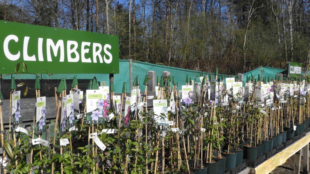Buckland Nurseries garden centre
