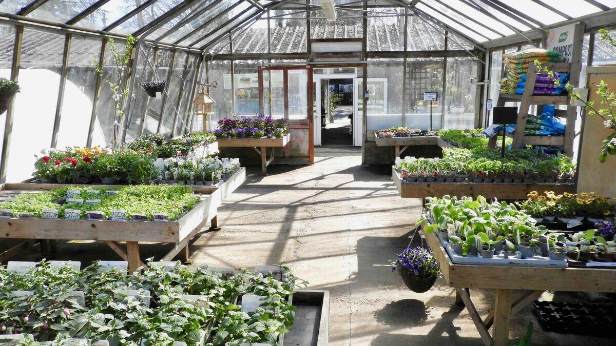 Buckland Nurseries garden centre