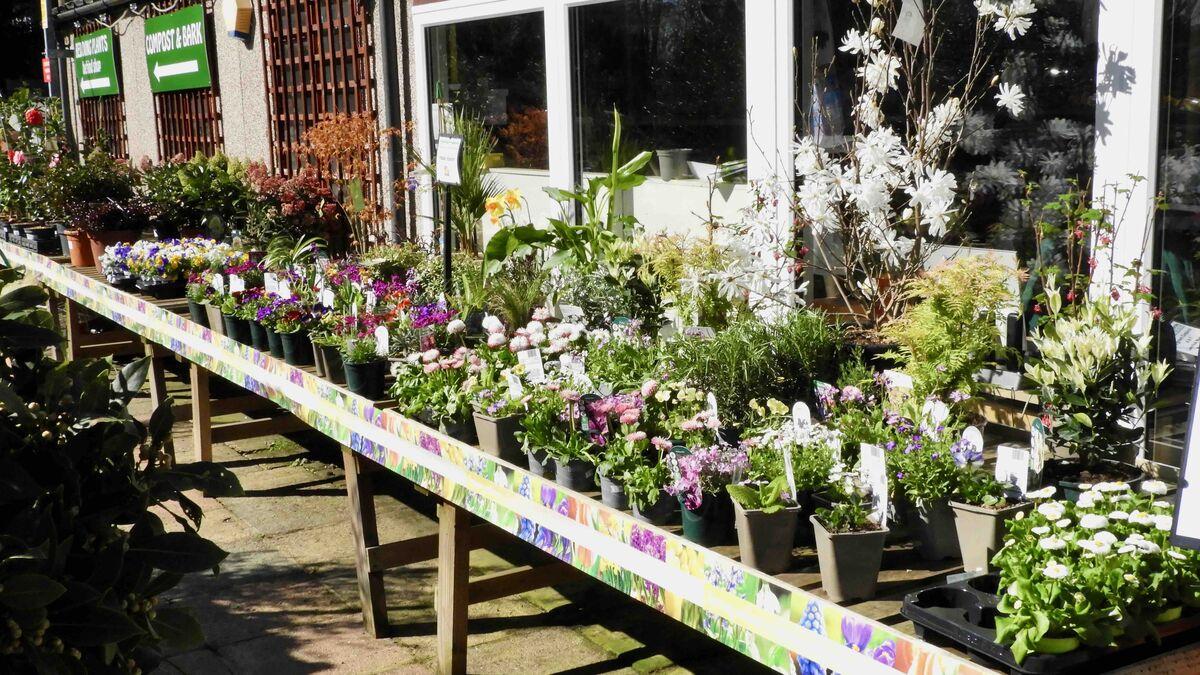 Buckland Nurseries garden centre