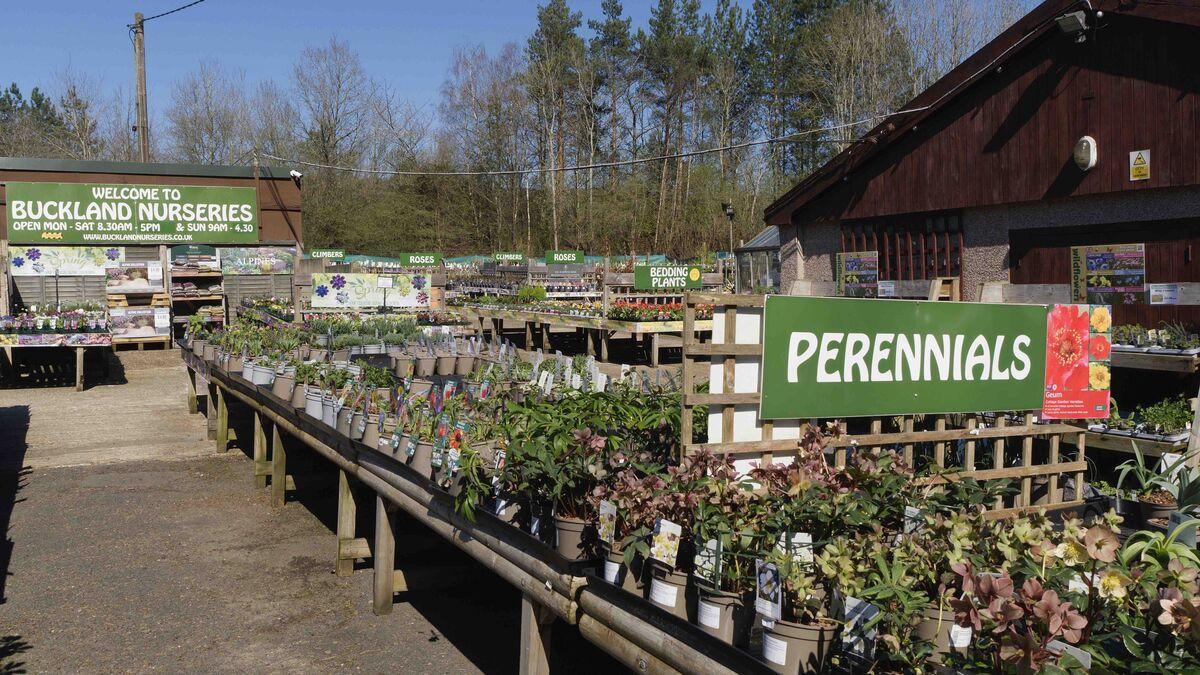 Buckland Nurseries garden centre