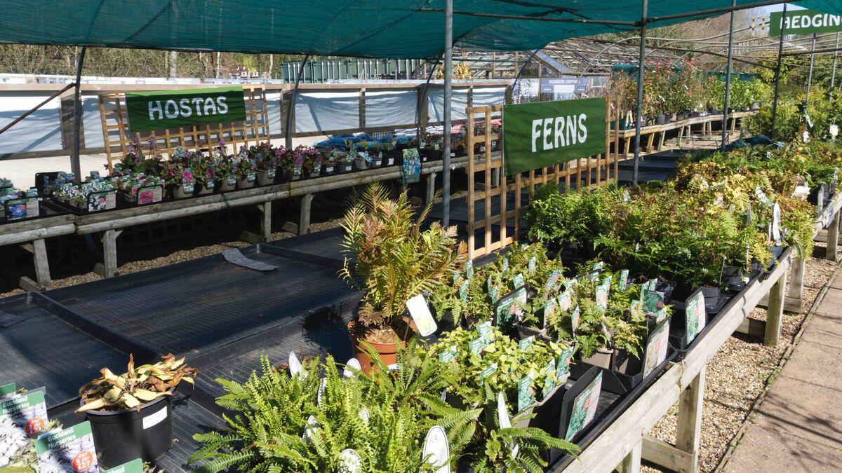 Buckland Nurseries garden centre