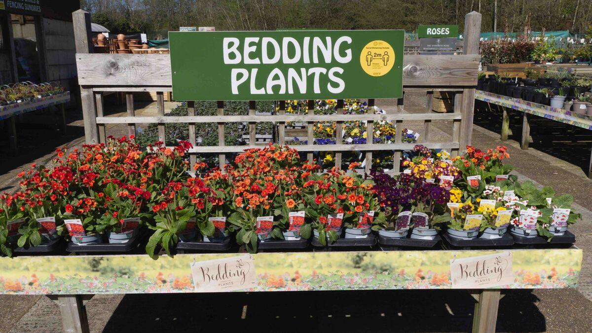 Buckland Nurseries garden centre