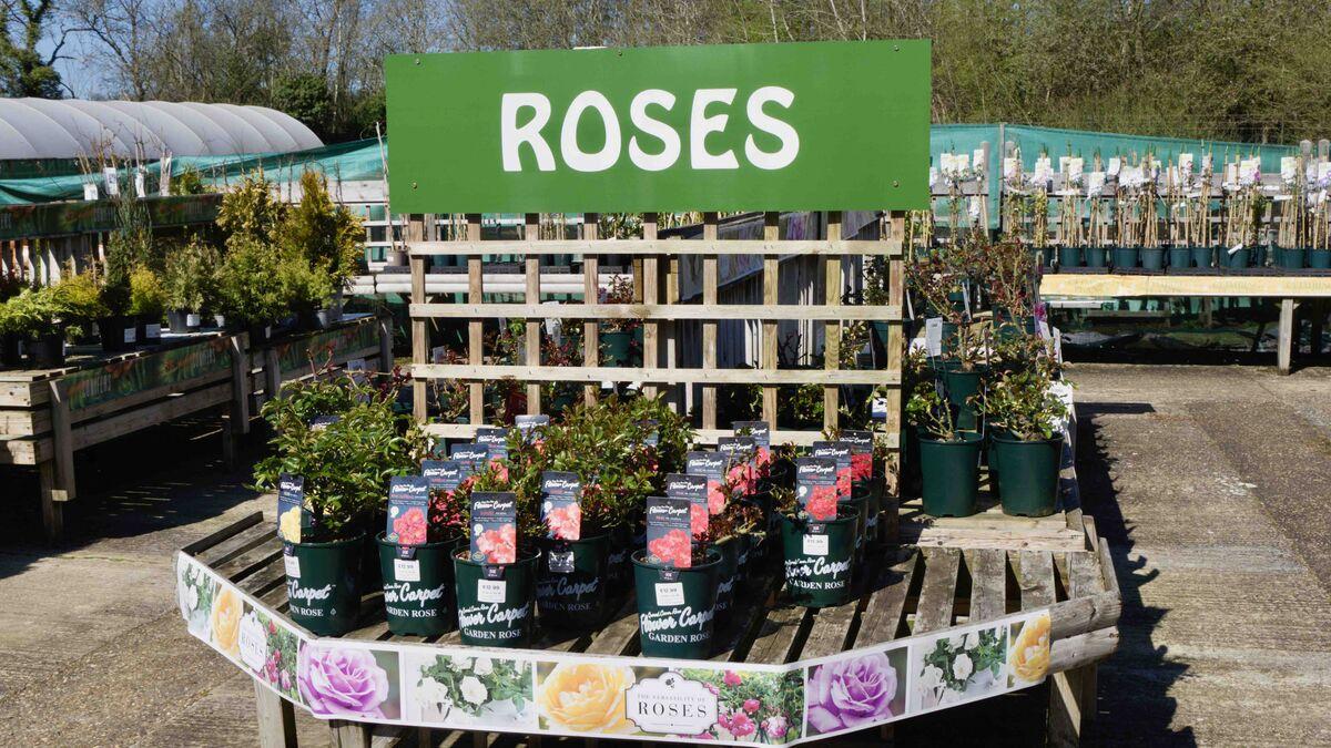 Buckland Nurseries garden centre
